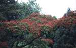 Cornus kousa var. chinensis - mit Früchten